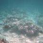 Fiji - Koralrev der stråler om kap
